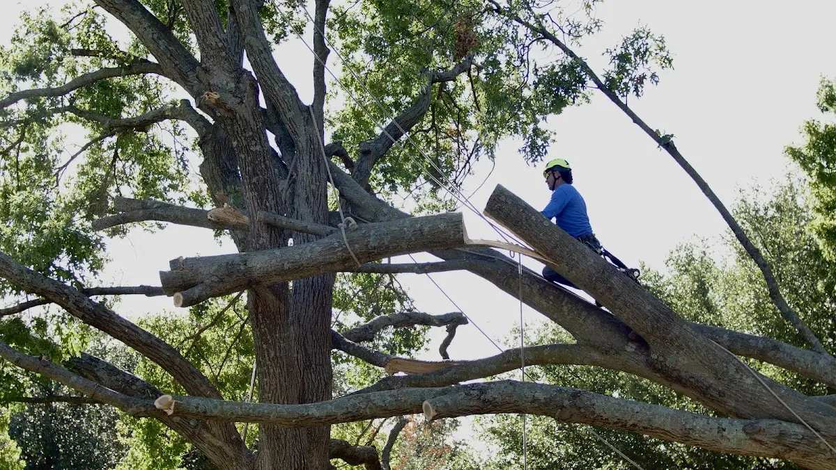 Professional Hazardous Tree Removal performed by certified arborists in Albert